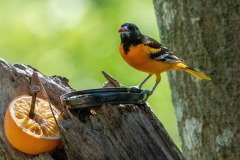 DSC_1912 DSC_1912