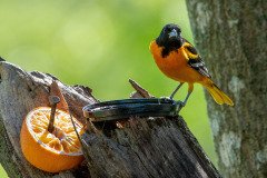 DSC_1926 DSC_1926