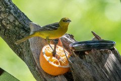 DSC_1975 DSC_1975