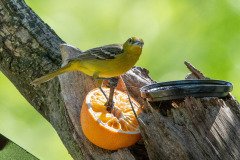 DSC_1978 DSC_1978