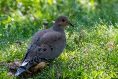 DSC_1992 DSC_1992