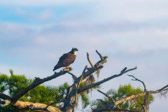 Osprey family Osprey family