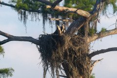 Osprey family Osprey family