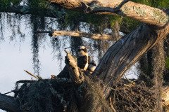 Osprey family Osprey family