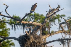 Osprey family Osprey family