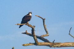 Osprey Osprey
