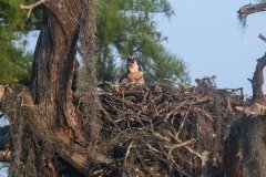 Osprey family Osprey family