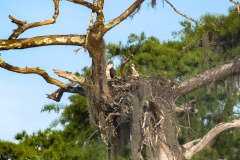 Osprey family Osprey family