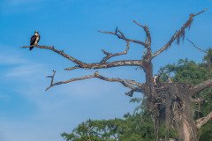 Osprey family Osprey family