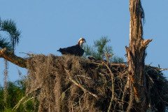Osprey family Osprey family