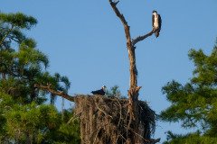 Osprey family Osprey family