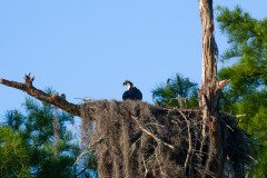 Osprey family Osprey family