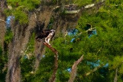 Osprey family Osprey family
