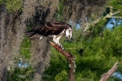 Osprey family Osprey family
