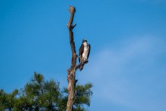Osprey family Osprey family