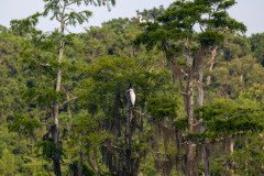 Great White Egret Great White Egret
