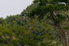 Great White Egret Great White Egret