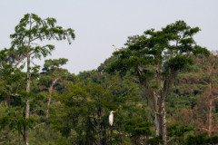 Great White Egret Great White Egret