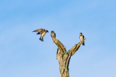 Purple Martins Purple Martins