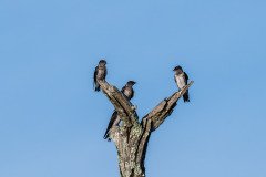 Purple Martins Purple Martins