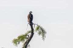 Osprey Osprey