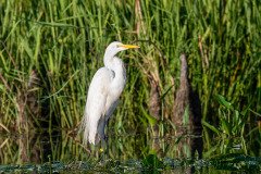 Great White Egret Great White Egret