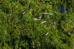 Eastern Kingbirds Eastern Kingbirds