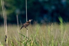 Grackle Grackle