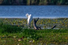 Great White Egret Great White Egret