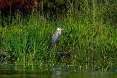 Great Blue Heron Great Blue Heron