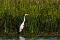 Great White Egret Great White Egret