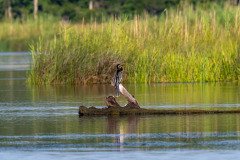 Anhinga Anhinga