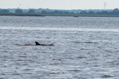 Dolphin parent & cutie Dolphin parent & cutie