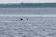Dolphin parent & cutie Dolphin parent & cutie