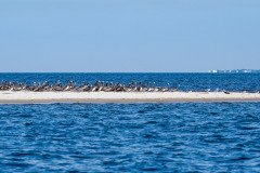 Pelican and gules on Round Island