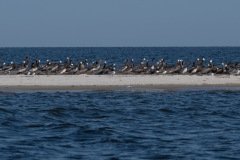 Pelican and gules on Round Island