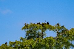 Purple Martins