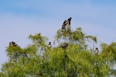 Purple Martins
