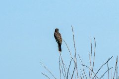 Eastern Kingbird