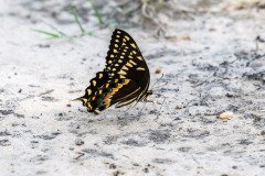 Palamedes Swallowtail butterfly (Papilio palamedes) Palamedes Swallowtail butterfly (Papilio palamedes)