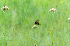 Palamedes Swallowtail butterfly (Papilio palamedes) Palamedes Swallowtail butterfly (Papilio palamedes)