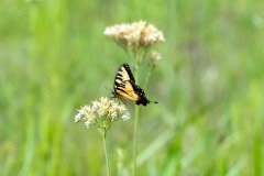 Eastern Tiger Swallowtail butterfly (Papilio glaucus) Eastern Tiger Swallowtail butterfly (Papilio glaucus)