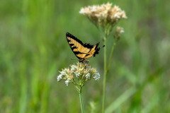 Eastern Tiger Swallowtail butterfly (Papilio glaucus) Eastern Tiger Swallowtail butterfly (Papilio glaucus)
