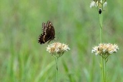 Palamedes Swallowtail butterfly (Papilio palamedes) Palamedes Swallowtail butterfly (Papilio palamedes)