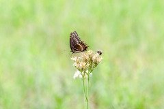 Palamedes Swallowtail butterfly (Papilio palamedes) Palamedes Swallowtail butterfly (Papilio palamedes)