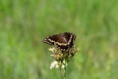 Palamedes Swallowtail butterfly (Papilio palamedes) Palamedes Swallowtail butterfly (Papilio palamedes)