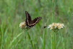Palamedes Swallowtail butterfly (Papilio palamedes) Palamedes Swallowtail butterfly (Papilio palamedes)