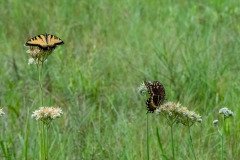 Eastern Tiger Swallowtail & Palamedes Swallowtail butterflies Eastern Tiger Swallowtail & Palamedes Swallowtail butterflies