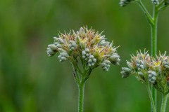 Spiritweed (Lachnanthes caroniniana) Spiritweed (Lachnanthes caroniniana)