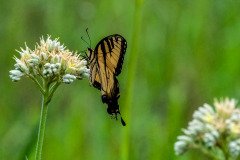 Eastern Tiger Swallowtail butterfly (Papilio glaucus) Eastern Tiger Swallowtail butterfly (Papilio glaucus)